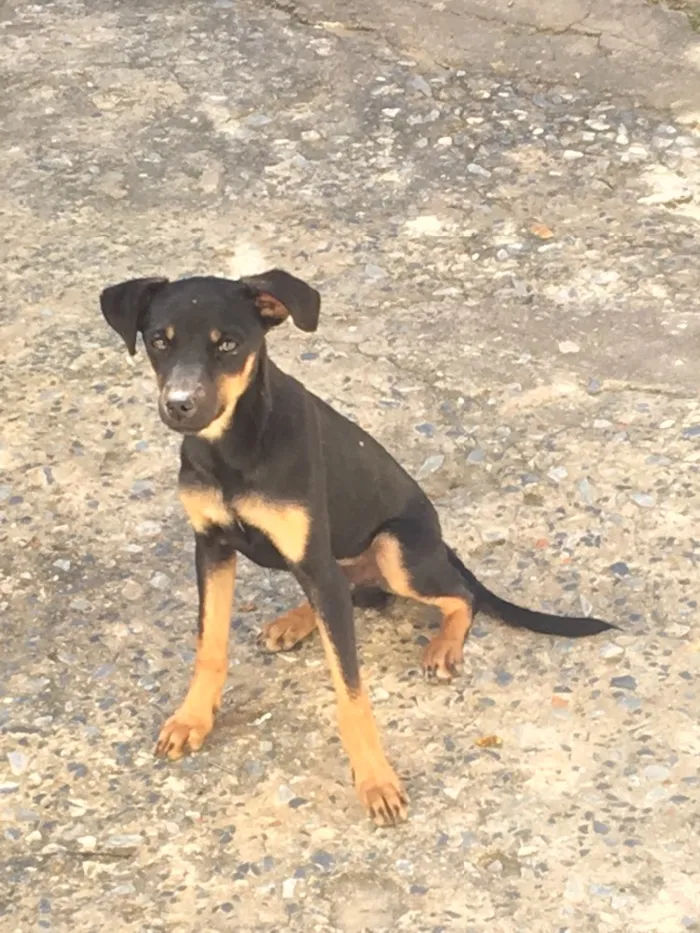 Cachorro raça Viral lata  idade 7 a 11 meses nome Troy