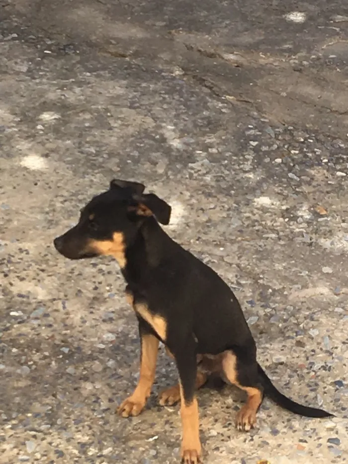 Cachorro raça Viral lata  idade 7 a 11 meses nome Troy