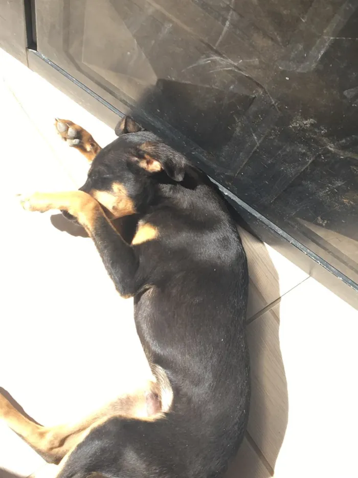 Cachorro raça Viral lata  idade 7 a 11 meses nome Troy