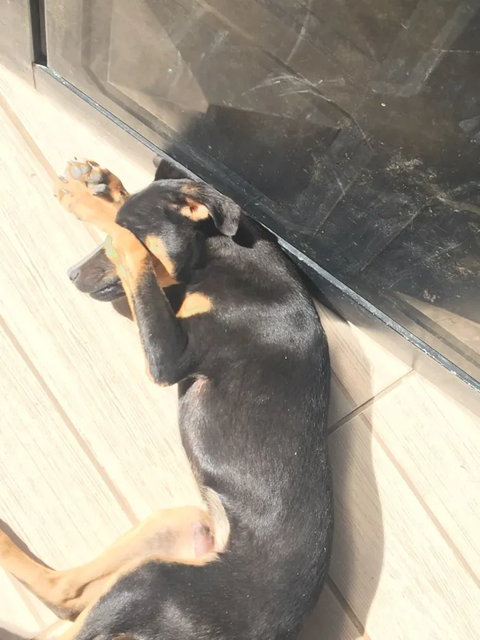 Cachorro raça Viral lata  idade 7 a 11 meses nome Troy