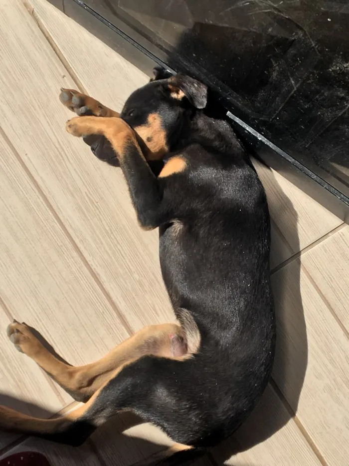 Cachorro raça Viral lata  idade 7 a 11 meses nome Troy
