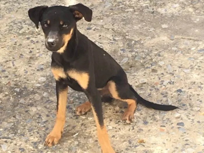 Cachorro raça Viral lata  idade 7 a 11 meses nome Troy