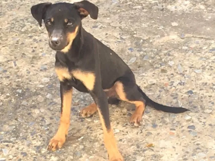 Cachorro raça Viral lata  idade 7 a 11 meses nome Troy