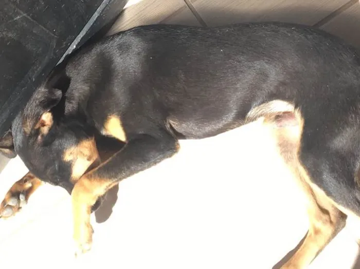 Cachorro raça Viral lata  idade 7 a 11 meses nome Troy