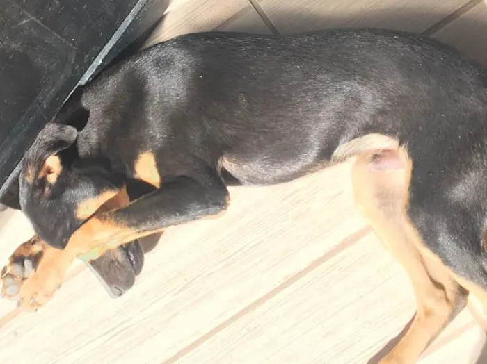 Cachorro raça Viral lata  idade 7 a 11 meses nome Troy