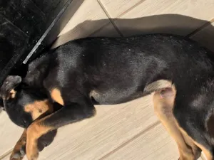 Cachorro raça Viral lata  idade 7 a 11 meses nome Troy