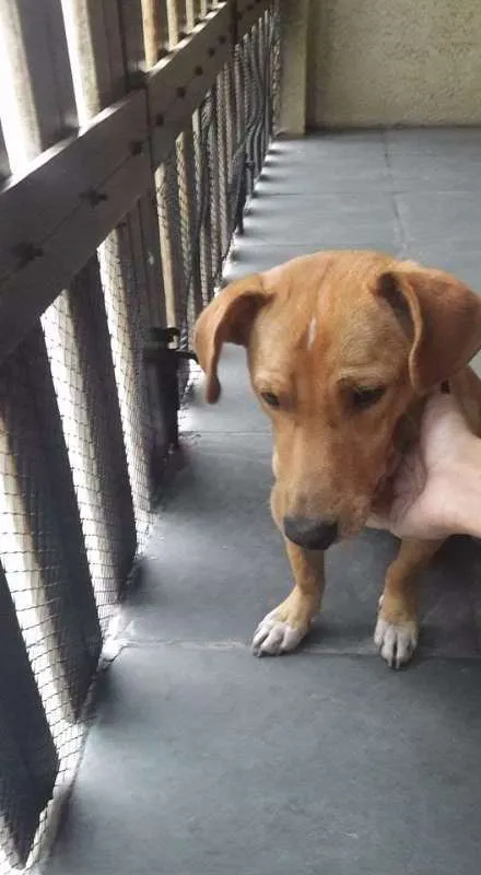 Cachorro ra a vira-lata idade 7 a 11 meses nome Max
