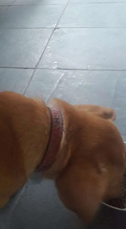Cachorro ra a vira-lata idade 7 a 11 meses nome Max