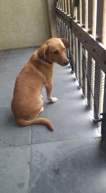 Cachorro ra a vira-lata idade 7 a 11 meses nome Max