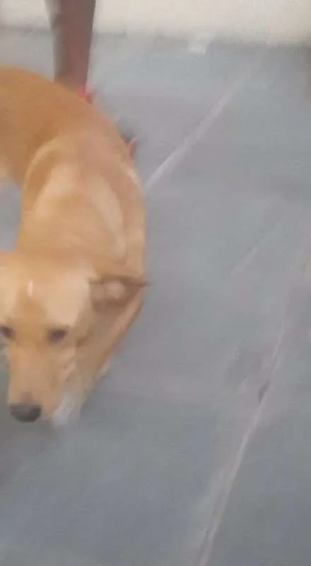 Cachorro ra a vira-lata idade 7 a 11 meses nome Max
