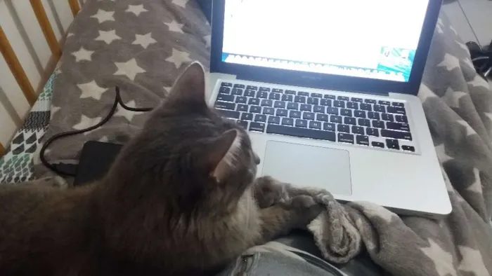 Gato ra a SRD idade 2 anos nome Nina