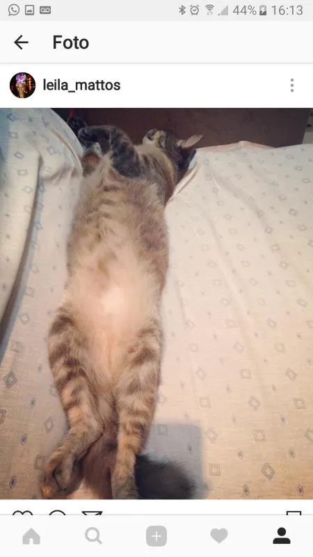 Gato ra a SRD idade 2 anos nome Nina