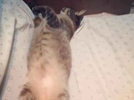 Gato ra a SRD idade 2 anos nome Nina