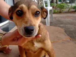 Cachorro raça SRD idade 7 a 11 meses nome LILI 
