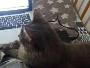 Gato raça SRD idade 2 anos nome Nina