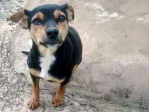 Cachorro raça SRD idade 7 a 11 meses nome JUJU