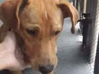 Cachorro ra a vira-lata idade 7 a 11 meses nome Max