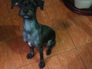 Cachorro raça  idade 7 a 11 meses nome Salomão 