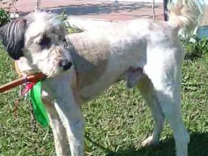 Cachorro raça Pastor Ingles idade 4 anos nome Spike
