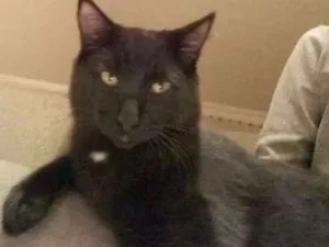 Gato raça SRD idade 7 a 11 meses nome Nino, Felix, Negão, 