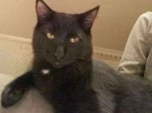 Gato ra a SRD idade 7 a 11 meses nome Nino, Felix, Negão, 