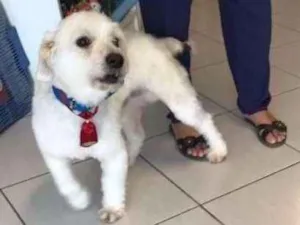 Cachorro raça INDEFINIDA idade 2 anos nome GALEGO