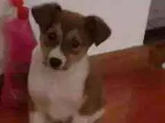 Cachorro raça Viralata idade 2 a 6 meses nome Sem nome