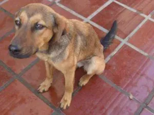 Cachorro raça SRD idade 7 a 11 meses nome cachorrinho