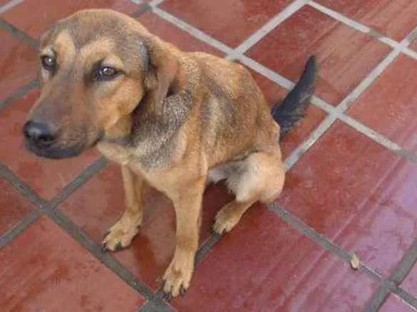 Cachorro ra a SRD idade 7 a 11 meses nome cachorrinho