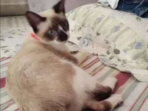 Gato raça Siamêsa idade 7 a 11 meses nome Mia