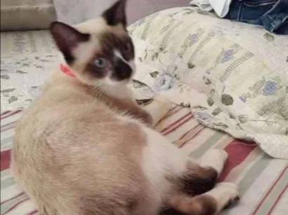 Gato raça Siamêsa idade 7 a 11 meses nome Mia