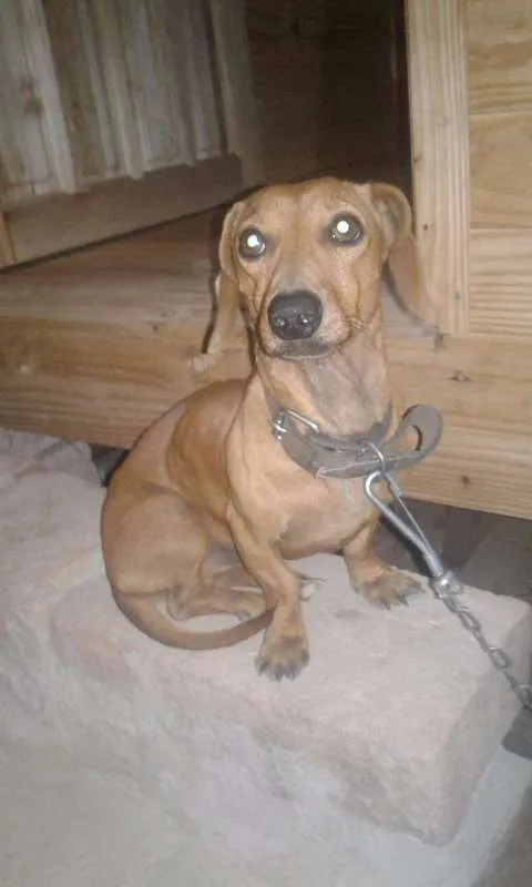 Cachorro ra a Dachshund idade 4 anos nome veinho 