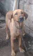 lola 