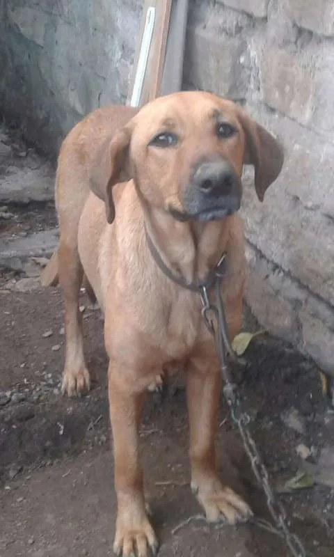 Cachorro ra a srd idade 3 anos nome lola 