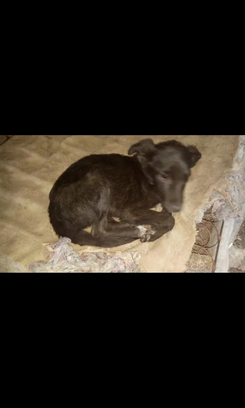 Cachorro ra a SRD idade 2 a 6 meses nome sem nome 