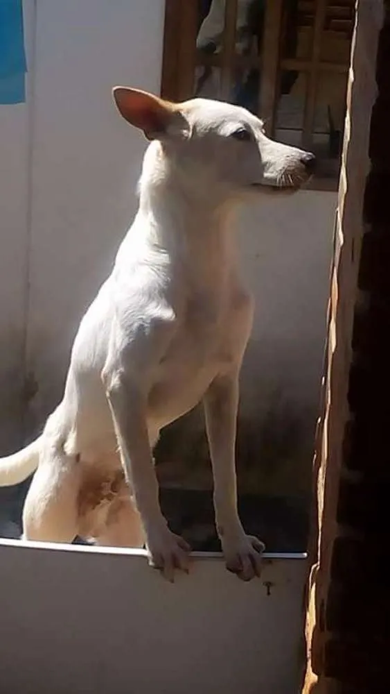 Cachorro ra a VIRA LATA idade 7 a 11 meses nome DIAMANTE