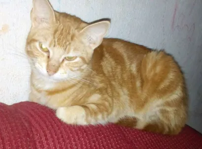 Gato raça  idade 2 a 6 meses nome lari