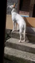 Diamante
