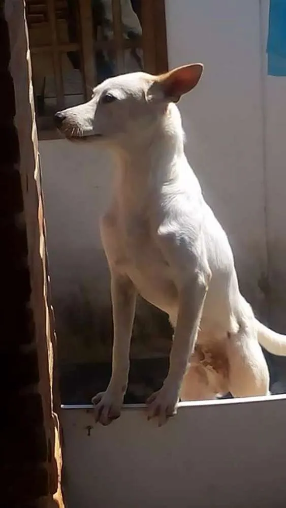 Cachorro raça Vira lata idade 7 a 11 meses nome Diamante