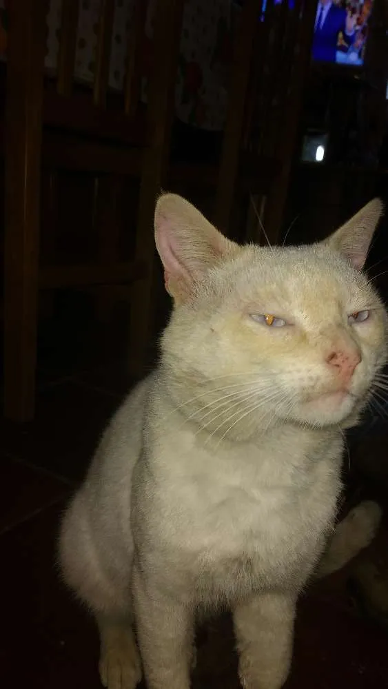 Gato ra a Gato idade 1 ano nome Chico