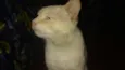 Chico