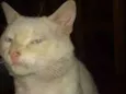 Chico