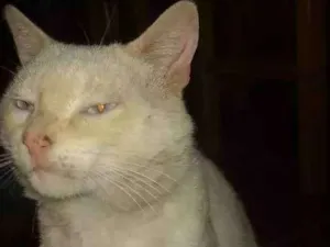 Gato raça Gato idade 1 ano nome Chico