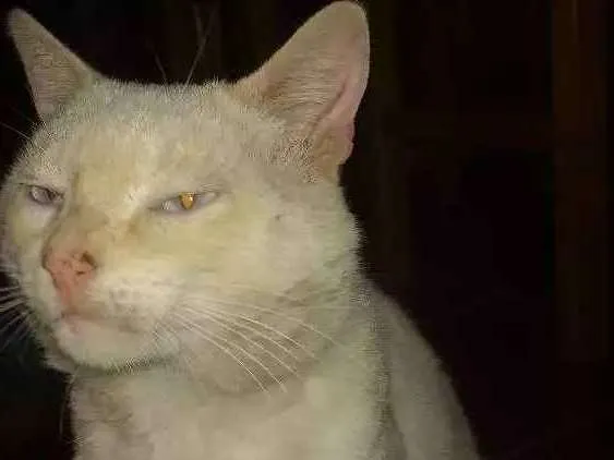Gato ra a Gato idade 1 ano nome Chico