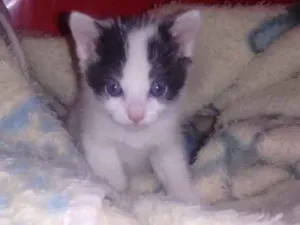 Gato raça Não tem idade 2 a 6 meses nome Logan