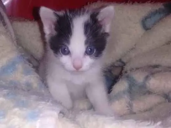 Gato ra a Não tem idade 2 a 6 meses nome Logan