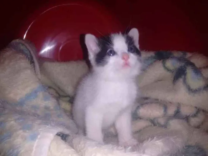 Gato ra a Não tem idade 2 a 6 meses nome Logan