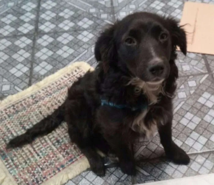 Cachorro raça  idade 7 a 11 meses nome Snoopy