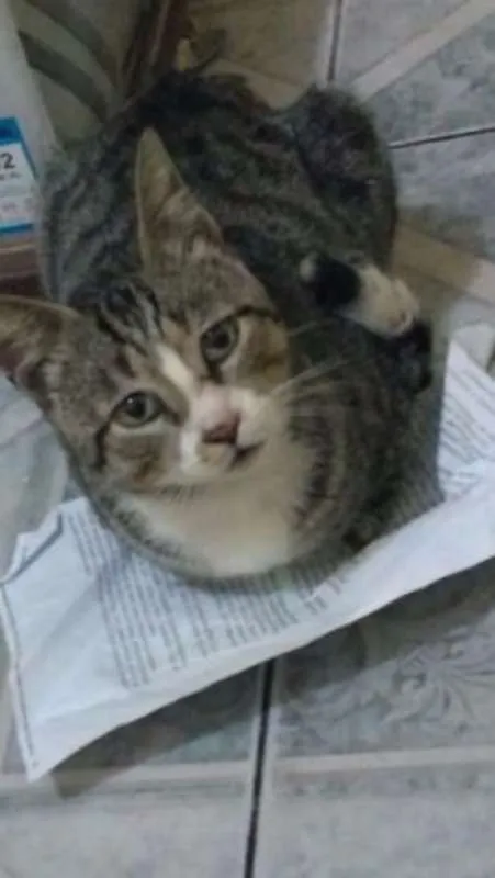 Gato ra a Mestiço idade 4 anos nome Não tem nome 