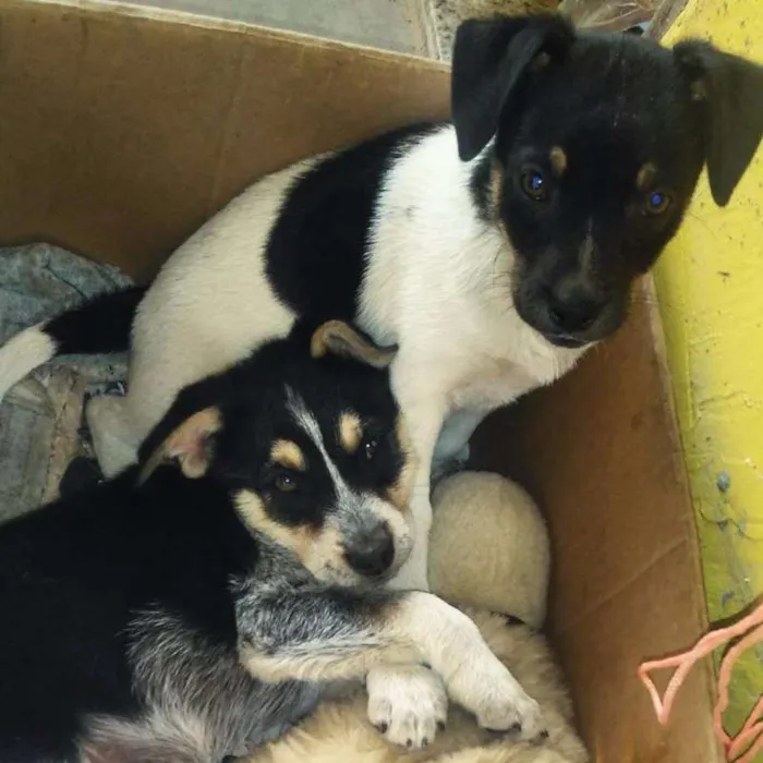 Cachorro ra a vira lata idade Abaixo de 2 meses nome Dama